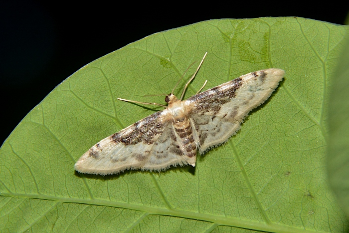 Idaea filicata ?  S !